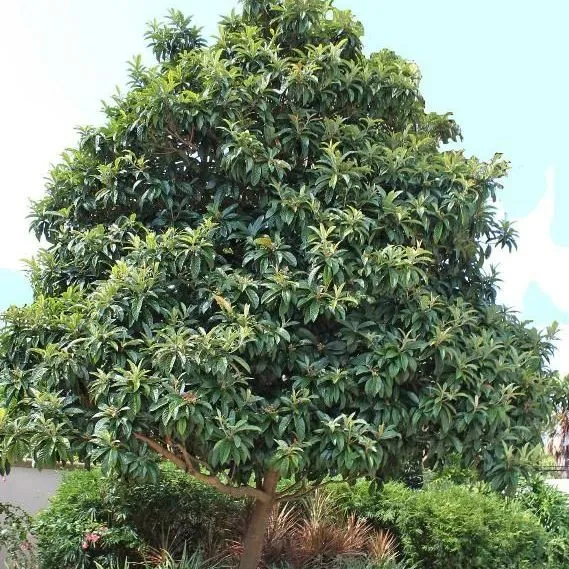 thumbnail for publication: Eriobotrya japonica: Loquat